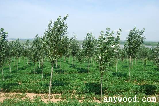 批木网 anywood.com