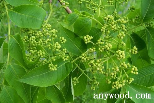 批木网 anywood.com