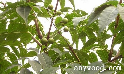 批木网 anywood.com