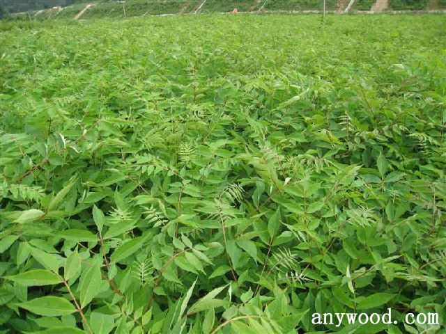 批木网 anywood.com