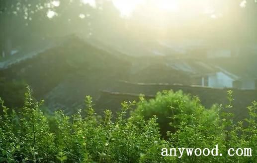 木之景