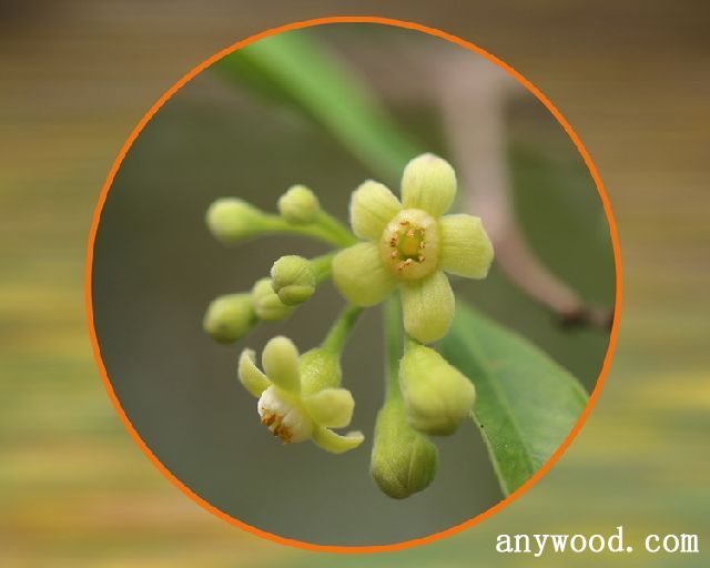 批木网 anywood.com