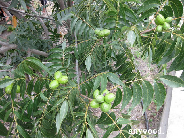 批木网  anywood.com
