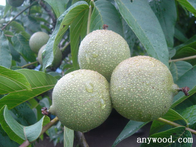 批木网 anywood.com