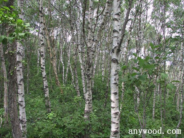 批木网 anywood.com