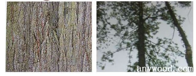批木网 anywood.com