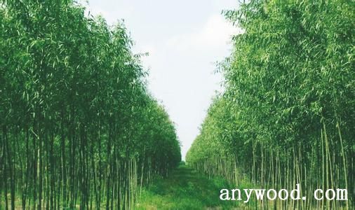 批木网 anywood.com