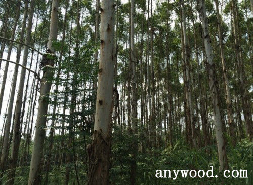 批木网 anywood.com