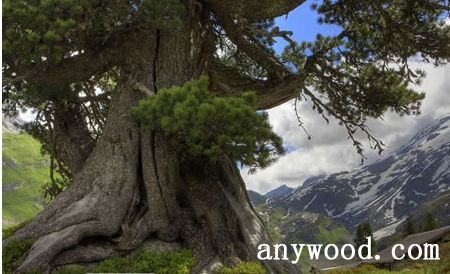 批木网 anywood.com