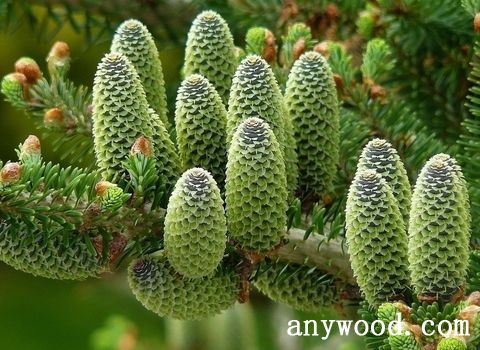 批木网 anywood.com