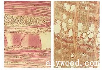 批木网 anywood.com