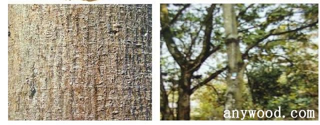 批木网 anywood.com