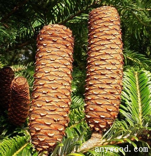 批木网 anywood.com