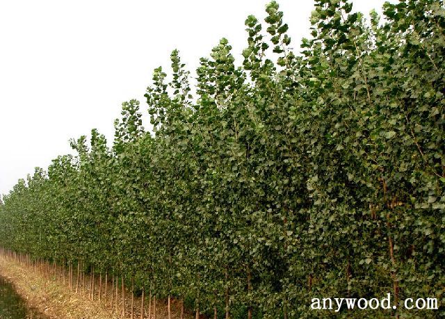 批木网 anywood.com