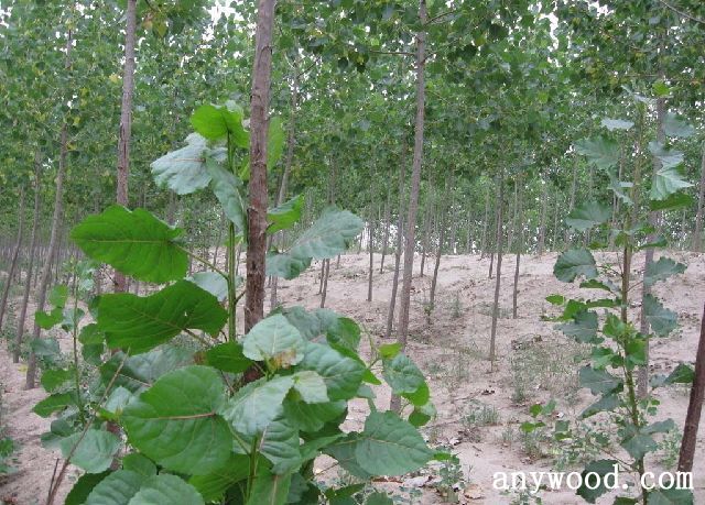 批木网 anywood.com