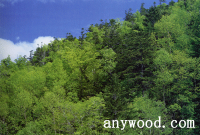 批木网 anywood.com