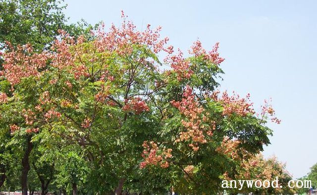 批木网 anywood.com