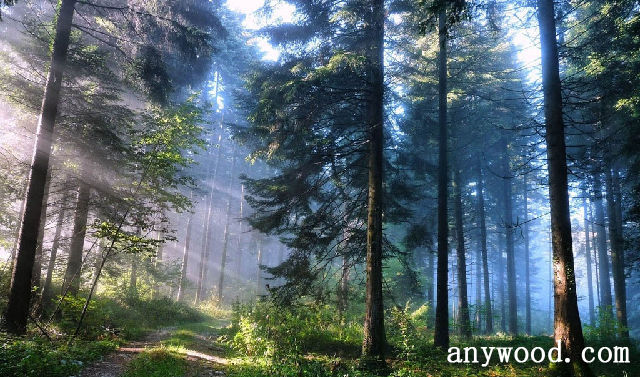 批木网 anywood.com