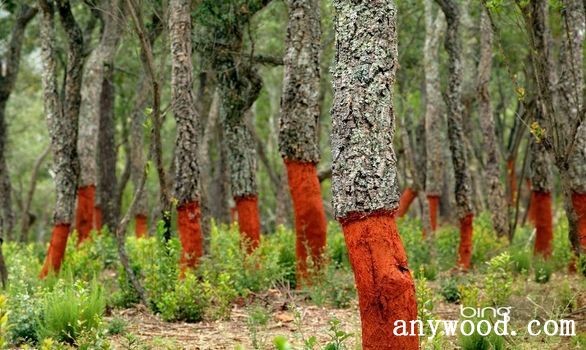 批木网 anywood.com