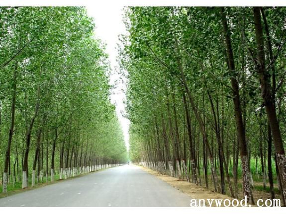 批木网 anywood.com