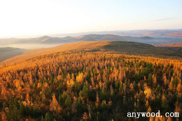 批木网 anywood.com