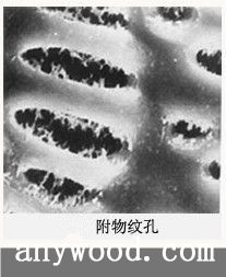 批木网 anywood.com