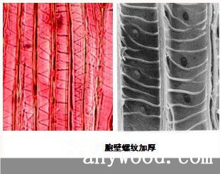 批木网 anywood.com