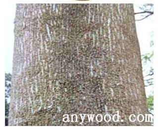 批木网 anywood.com