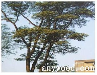 批木网 anywood.com