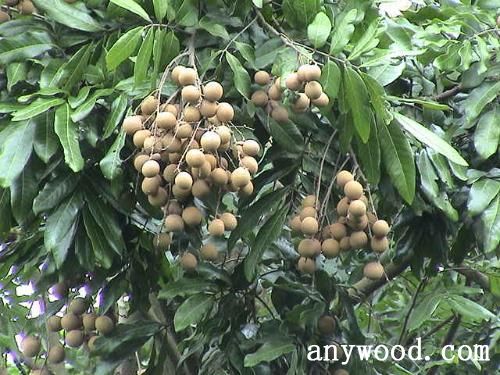 批木网 anywood.com