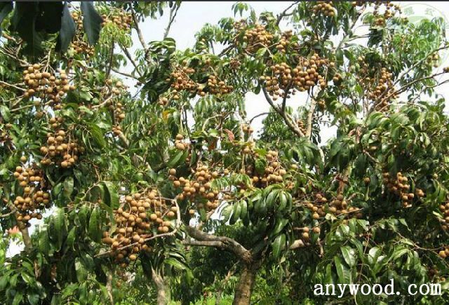 批木网 anywood.com
