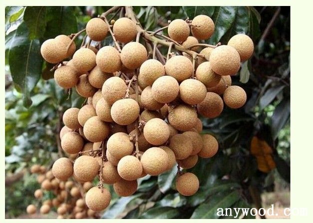 批木网 anywood.com