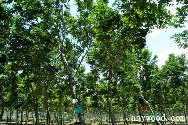 批木网 anywood.com