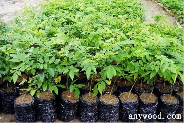 批木网 anywood.com