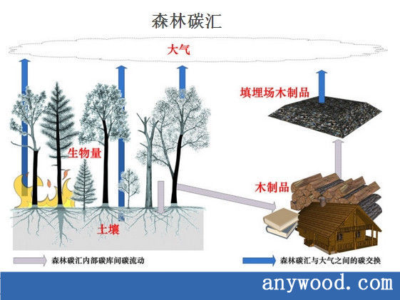 而碳库是静态的概念,碳汇指的是每年森林从大气中吸收的二氧化碳量,而