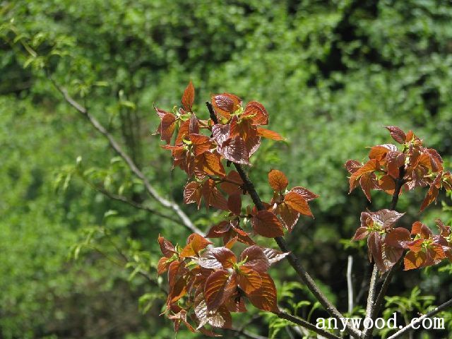 批木网 anywood.com