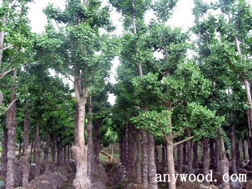批木网 anywood.com