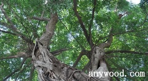 批木网 anywood.com