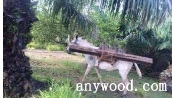 批木网 anywood.com