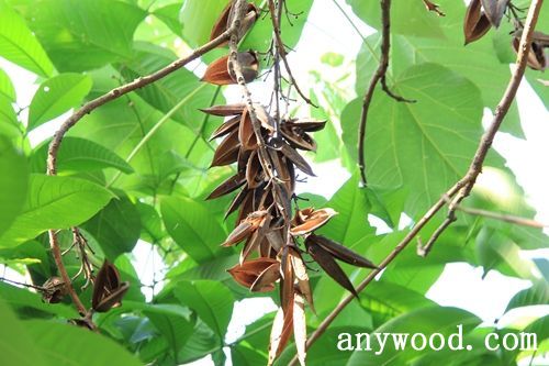 批木网 anywood.com