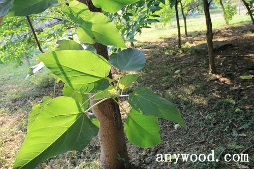 批木网 anywood.com