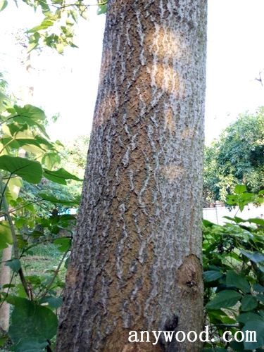 批木网 anywood.com