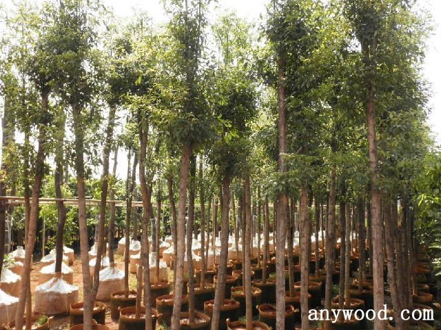 批木网 anywood.com