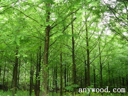 批木网 anywood.com