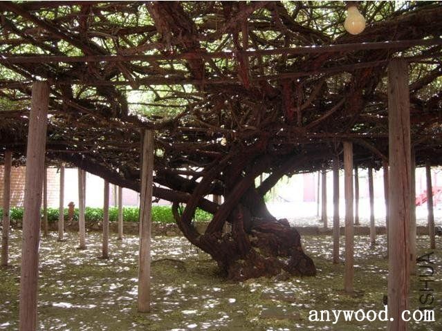 批木网 anywood.com