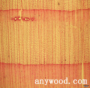 批木网 anywood.com