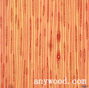 批木网 anywood.com