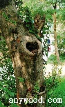 批木网 anywood.com