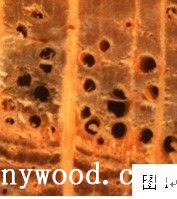 批木网 anywood.com