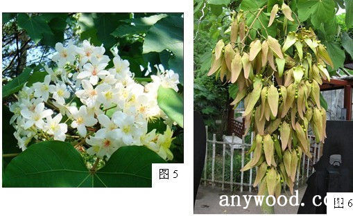 批木网 anywood.com